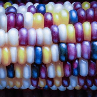 Genetically modified corn trade fight heats up in Mexico