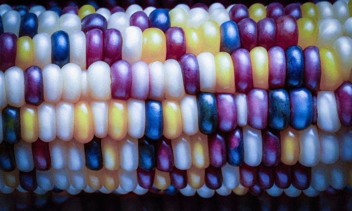 Genetically modified corn trade fight heats up in Mexico